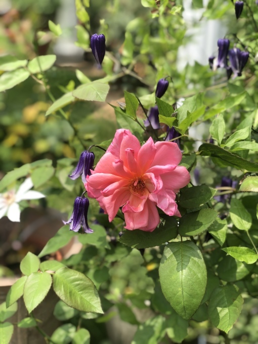 芝生の枯れた訳（ ;  ; ）と花殻摘み、枝抜き後のガーデン（＾∇＾）_a0396654_21082931.jpeg