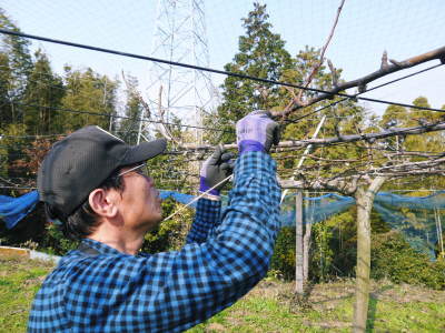 熊本のブランド梨『秋麗』令和2年度の先行予約受付スタート!! 数量限定につき一部すでに完売の商品も！_a0254656_18411153.jpg