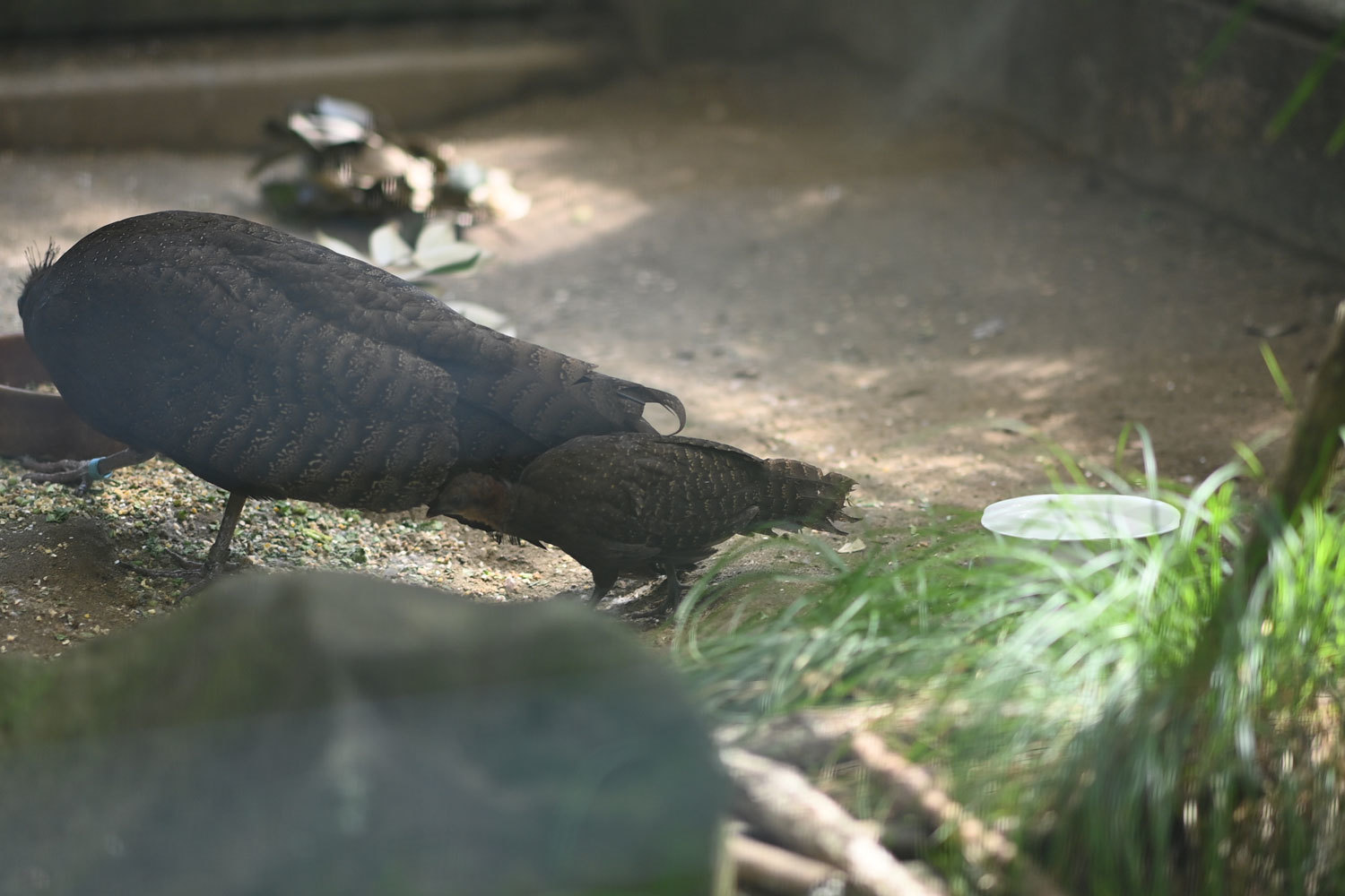 動物園へ行こう