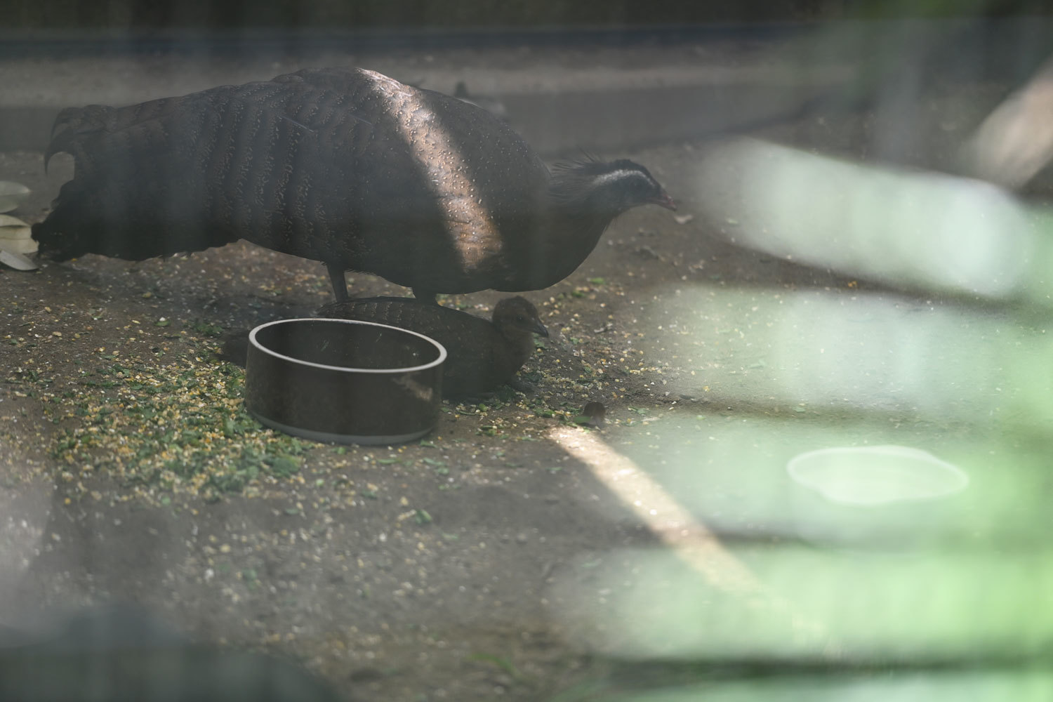 動物園へ行こう