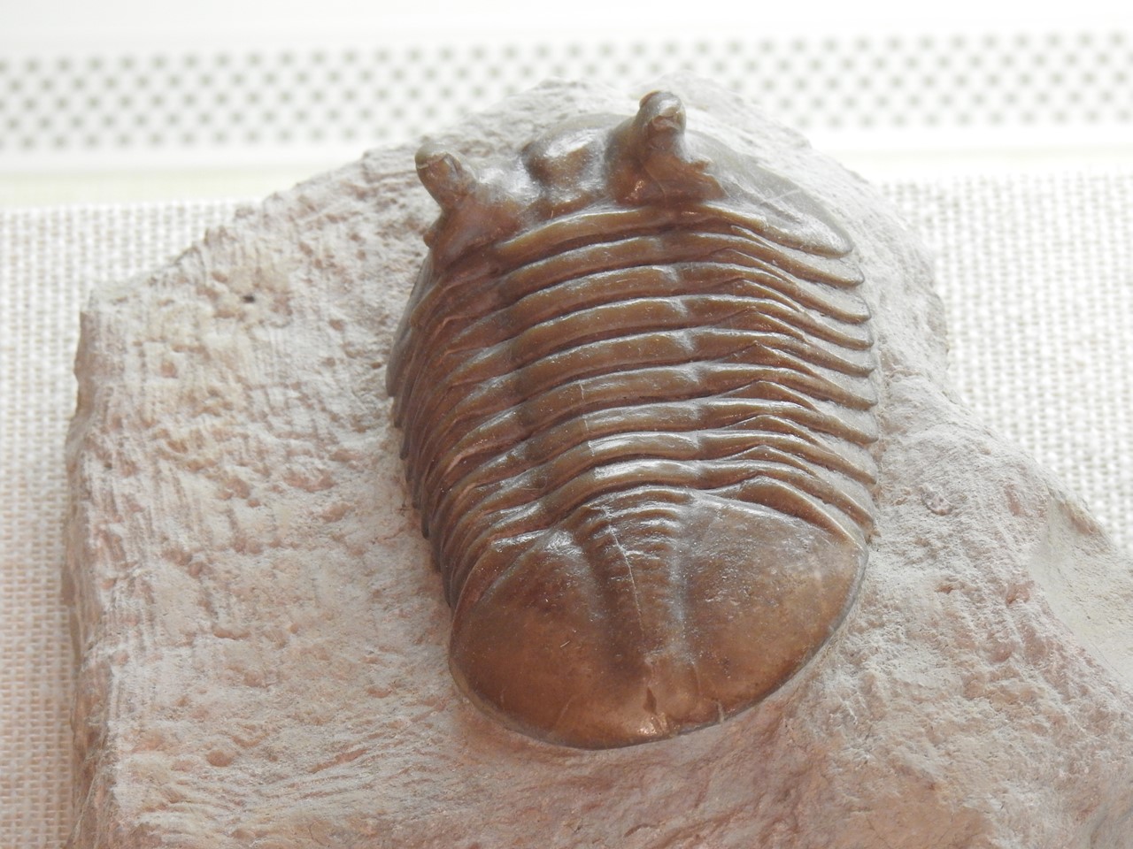今日はFossil・化石(かせき) でも・・・・・』 : 自然風の自然風 今日はFossil・化石(かせき) でも・・・・・』 : 自然風の自然風