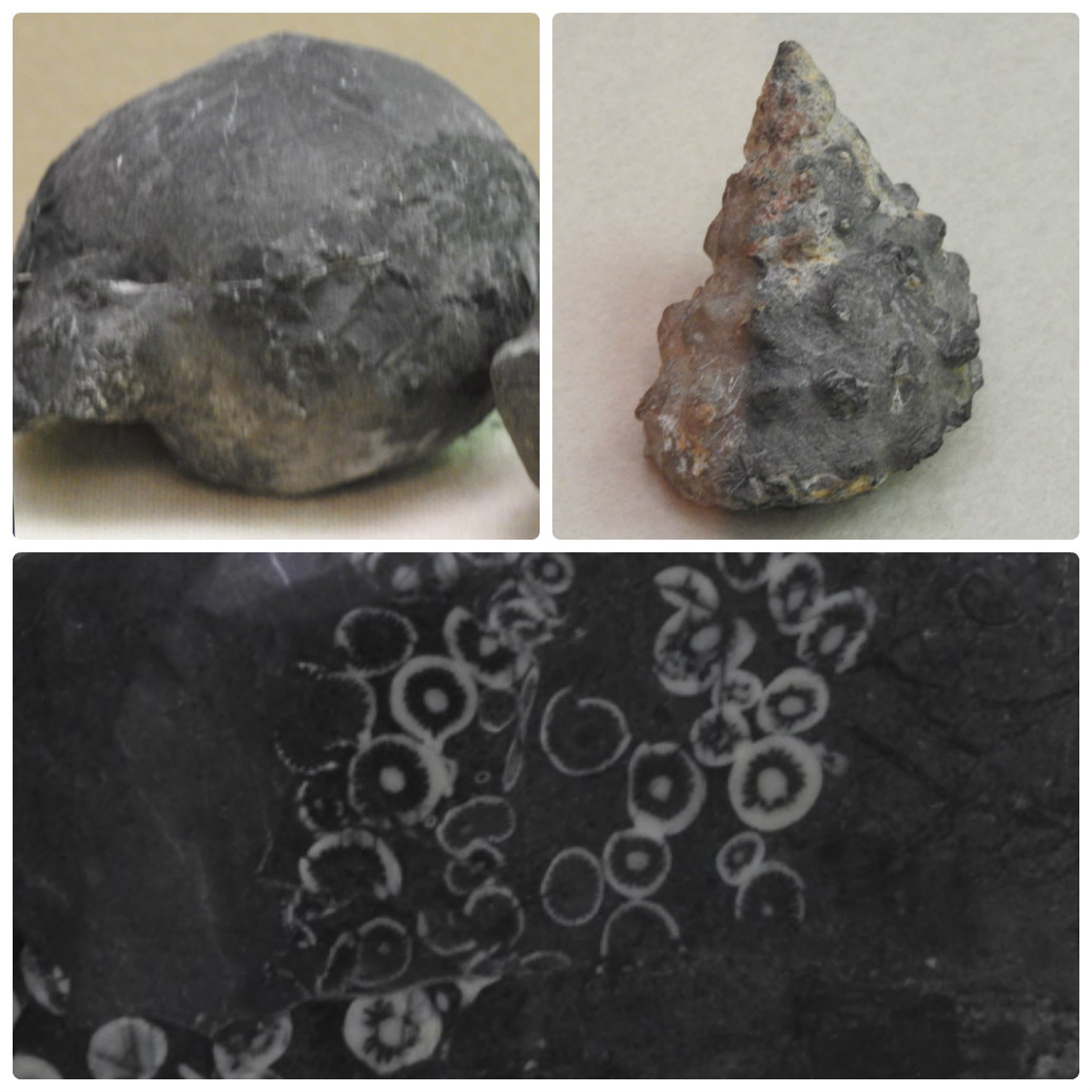 今日はFossil・化石(かせき) でも・・・・・』 : 自然風の自然風