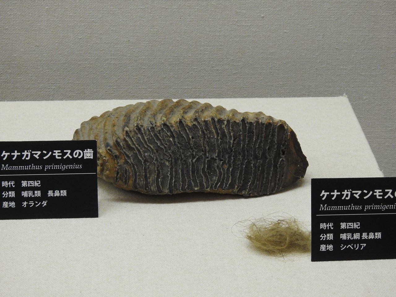 今日はFossil・化石(かせき) でも・・・・・』 : 自然風の自然風