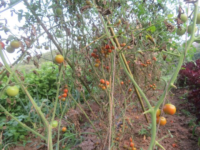 長雨の影響でトマトの収穫最悪_e0148077_17494162.jpg