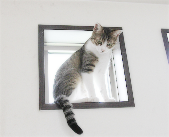 拾いたての子猫_a0389088_04102813.jpg