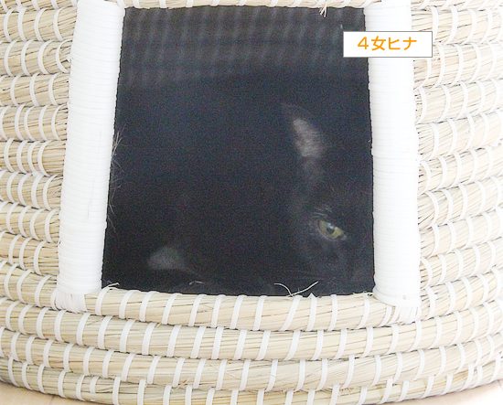ひっそりと_a0389088_04332226.jpg