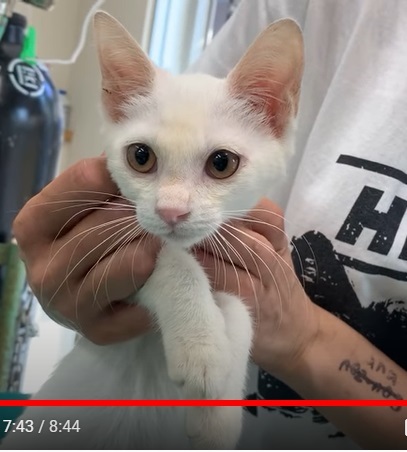 Youtube 白い子猫を保護しました 子猫や成猫達の通院の様子 We Took Cats To Veterinary Clinic Npo法人 府中猫の会