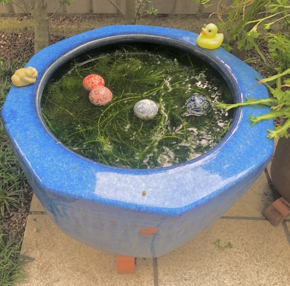 メダカの水替 笑わせるなよ泣けるじゃないか2 メダカの水替 笑わせるなよ泣けるじゃないか2