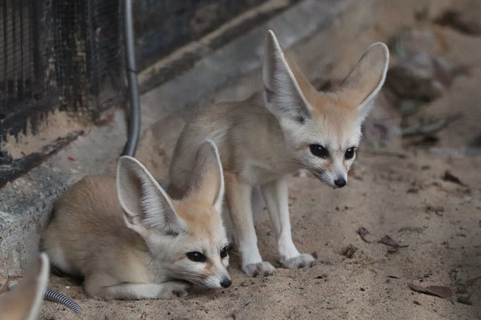 秋の夜長の自然文化園19 夕暮れの動物たち フェネックの親子 続々 動物園ありマス