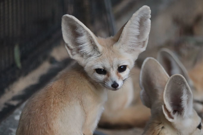 秋の夜長の自然文化園19 夕暮れの動物たち フェネックの親子 続々 動物園ありマス 秋の夜長の自然文化園19 夕暮れの動物たち フェネックの親子 続々 動物園ありマス