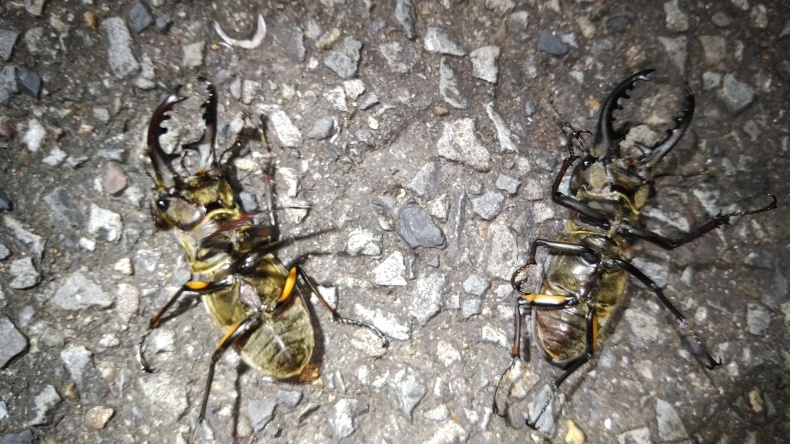 8月6日のクワガタ採集 Fatal Furyのクワガタ カブトムシ 8月6日のクワガタ採集 Fatal Furyのクワガタ カブトムシ