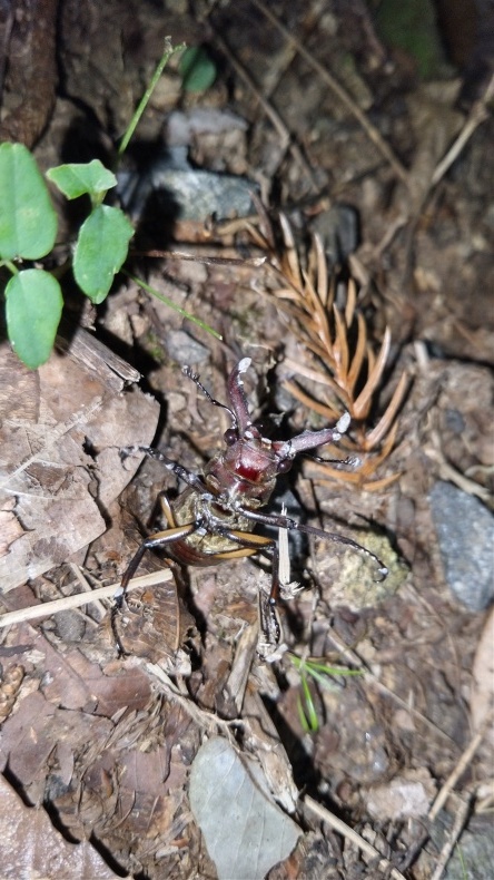 8月6日のクワガタ採集 Fatal Furyのクワガタ カブトムシ 8月6日のクワガタ採集 Fatal Furyのクワガタ カブトムシ