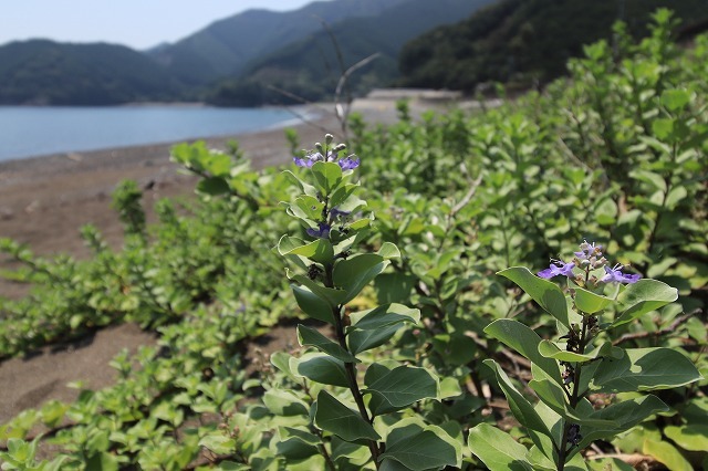 船越海岸ハマゴウの花（撮影：8月5日）_e0321325_19381691.jpg