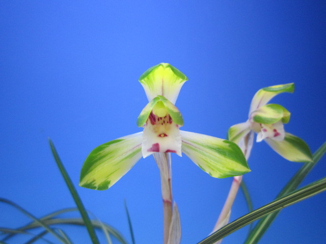 日本春蘭 幽玄 : 蘭万園日記