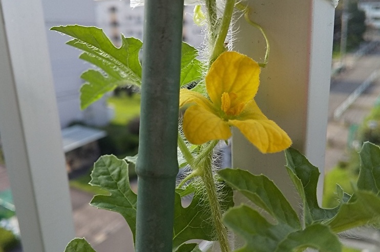 あれ? いつの間に夏に? みたいな。。。(笑)_b0075239_21341786.jpg