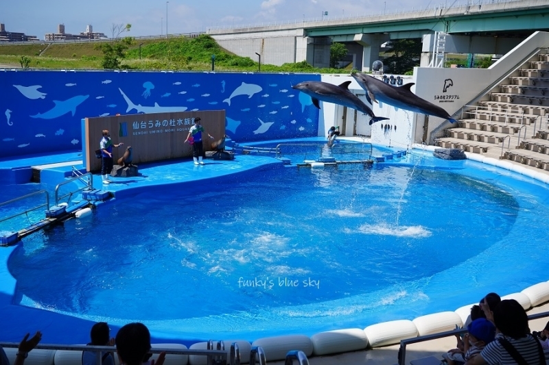 空飛ぶインコとイルカのパフォーマンス(水族館・Ⅳ) : FUNKY'S 空飛ぶインコとイルカのパフォーマンス(水族館・Ⅳ) : FUNKY'S