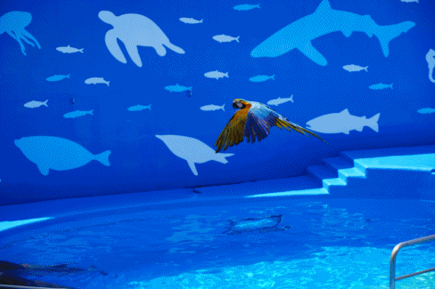 空飛ぶインコとイルカのパフォーマンス(水族館・Ⅳ) : FUNKY'S 空飛ぶインコとイルカのパフォーマンス(水族館・Ⅳ) : FUNKY'S