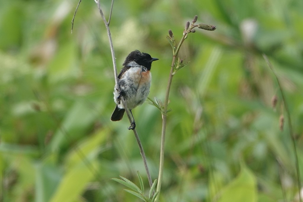 野鳥トレ　217　北海道探鳥地放浪の旅　その1_b0227552_12271437.jpg