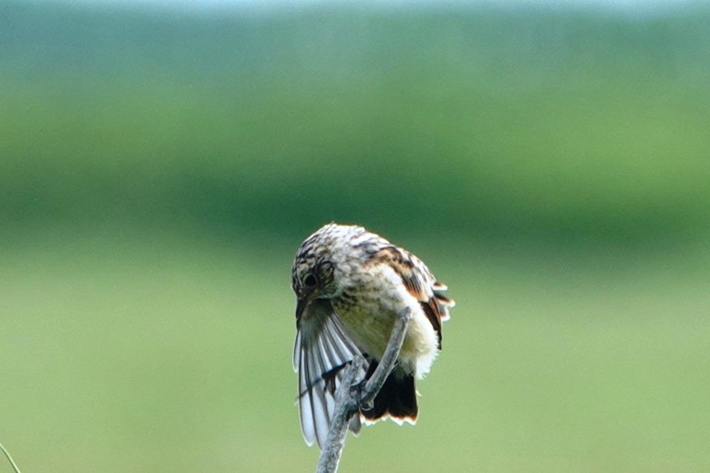 野鳥トレ　217　北海道探鳥地放浪の旅　その1_b0227552_12571104.jpg