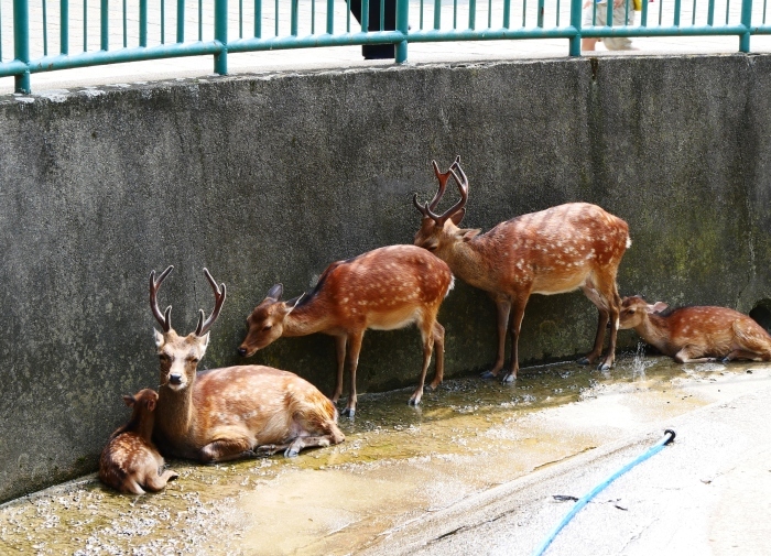 　　お城の動物園で、先月、小鹿が生まれる　　２０２０-０８-０９　００：００_b0093754_21441718.jpg