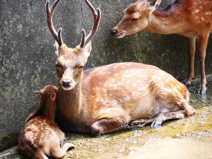 　　お城の動物園で、先月、小鹿が生まれる　　２０２０-０８-０９　００：００_b0093754_21443958.jpg