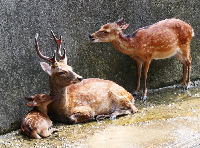 　　お城の動物園で、先月、小鹿が生まれる　　２０２０-０８-０９　００：００_b0093754_21450226.jpg