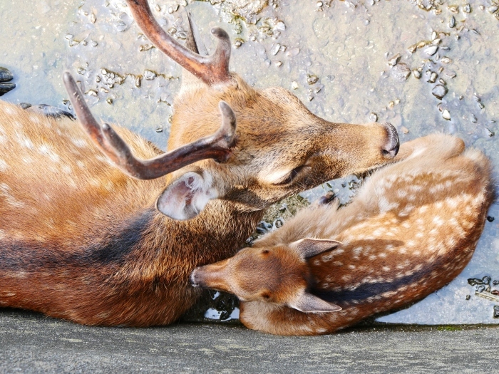 　　お城の動物園で、先月、小鹿が生まれる　　２０２０-０８-０９　００：００_b0093754_21451340.jpg