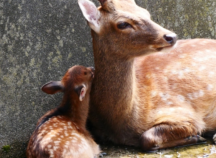 　　お城の動物園で、先月、小鹿が生まれる　　２０２０-０８-０９　００：００_b0093754_21452722.jpg