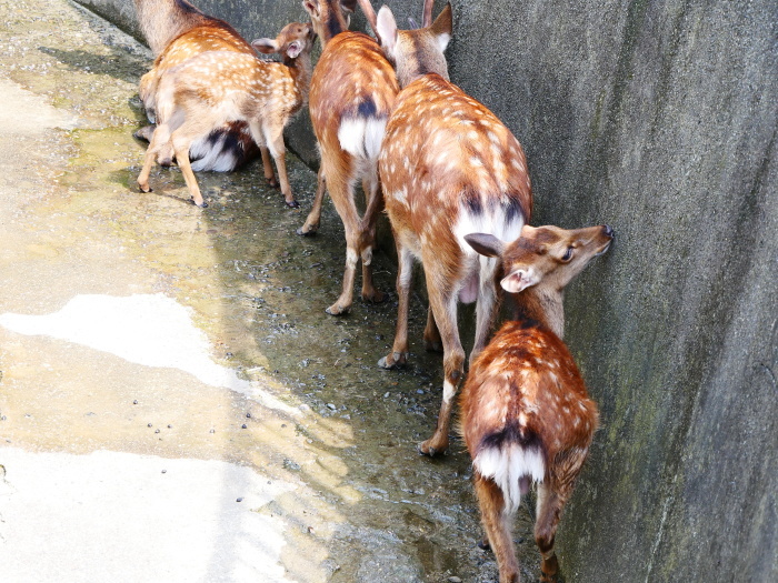 　　お城の動物園で、先月、小鹿が生まれる　　２０２０-０８-０９　００：００_b0093754_21455140.jpg