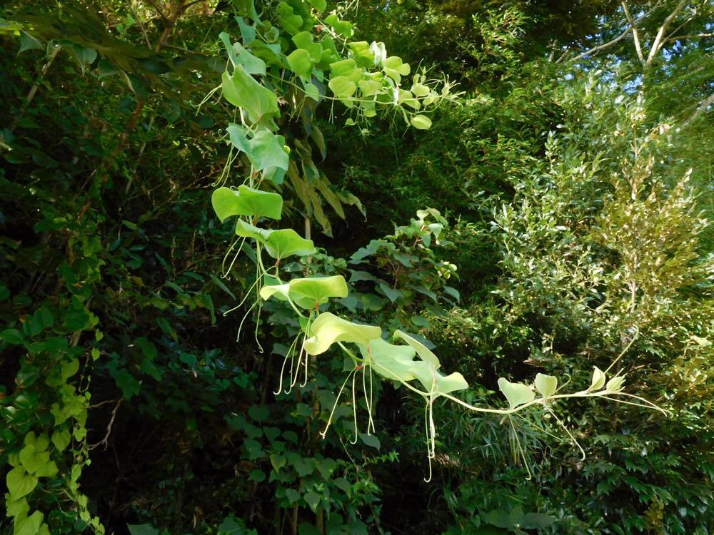 タマアジサイ(玉紫陽花)_e0024554_00051633.jpg