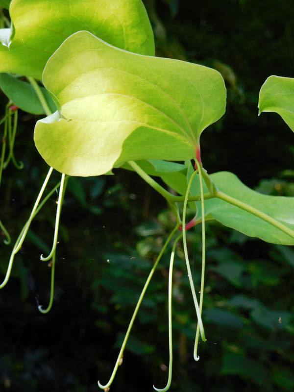 タマアジサイ(玉紫陽花)_e0024554_00051641.jpg