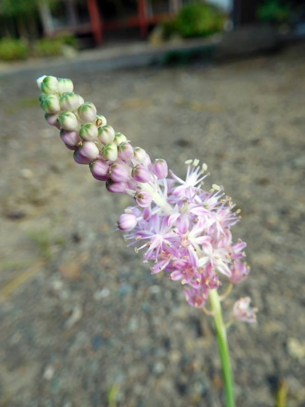 タマアジサイ(玉紫陽花)_e0024554_00051703.jpg