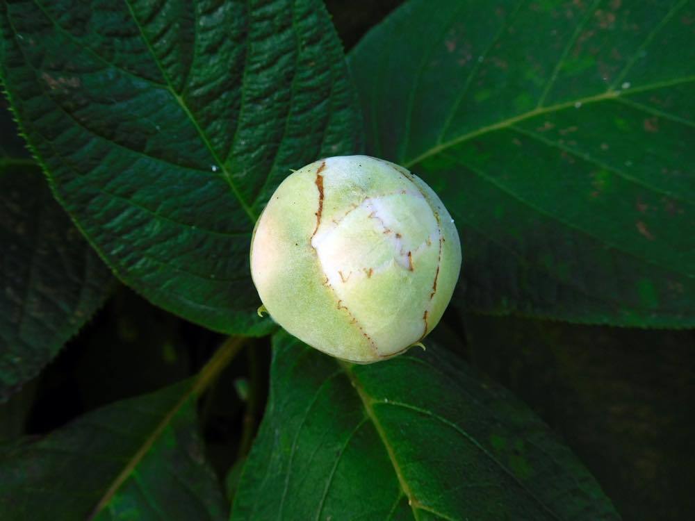 タマアジサイ(玉紫陽花)_e0024554_00051757.jpg