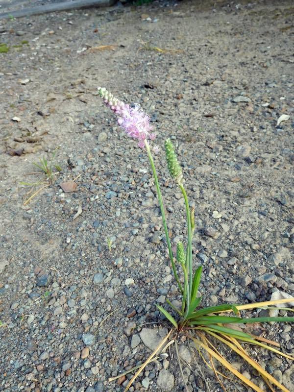 タマアジサイ(玉紫陽花)_e0024554_00051791.jpg