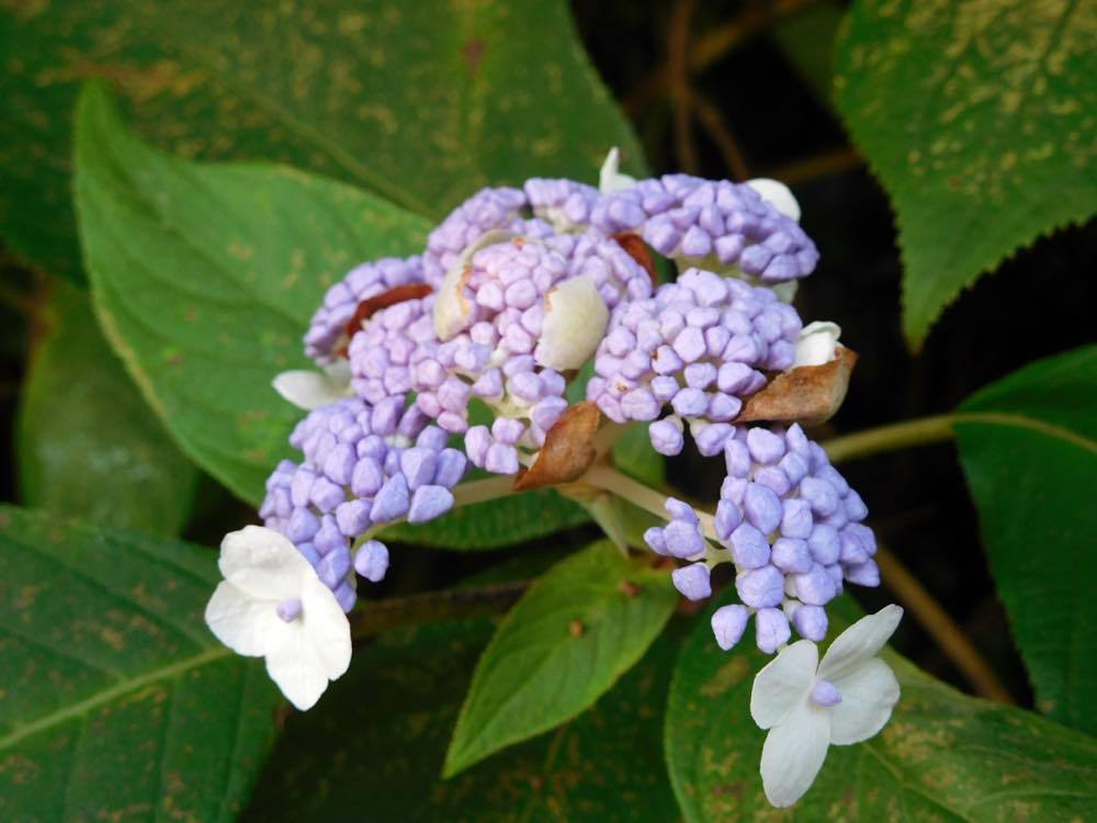 タマアジサイ(玉紫陽花)_e0024554_00051792.jpg