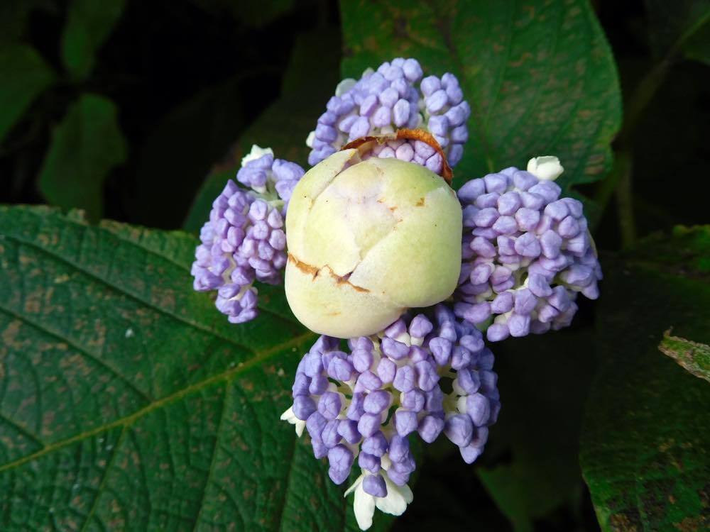 タマアジサイ(玉紫陽花)_e0024554_00051793.jpg