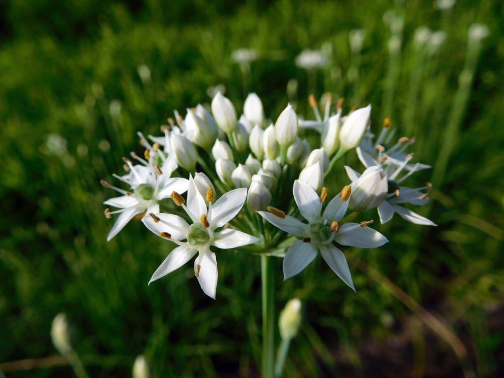 タマアジサイ(玉紫陽花)_e0024554_00052903.jpg