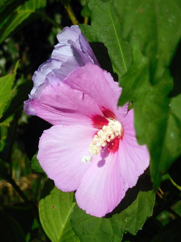 タマアジサイ(玉紫陽花)_e0024554_00052966.jpg
