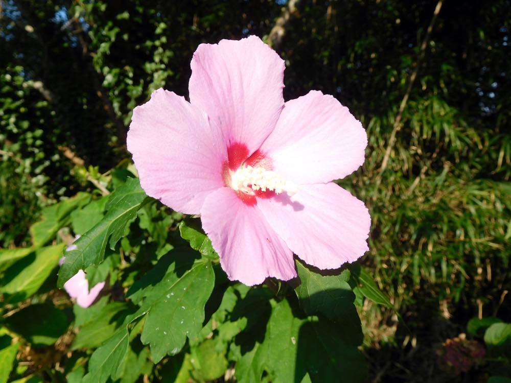 タマアジサイ(玉紫陽花)_e0024554_00053031.jpg