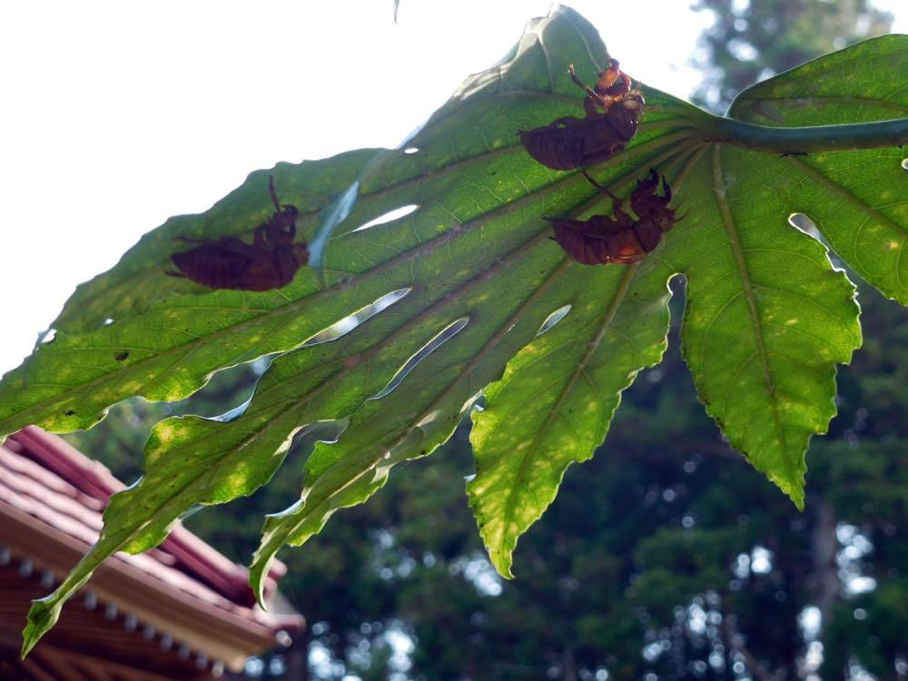 タマアジサイ(玉紫陽花)_e0024554_00054434.jpg