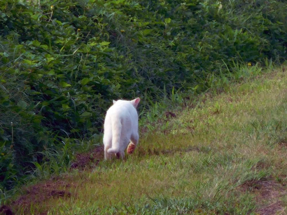 獣除け_e0024554_21175433.jpg