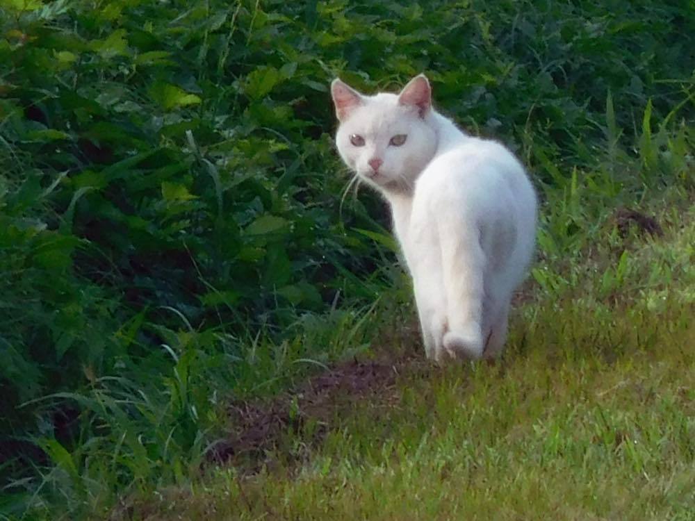 獣除け_e0024554_21175490.jpg