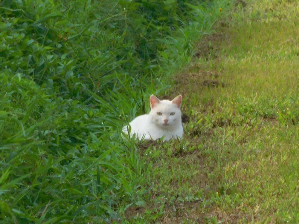 獣除け_e0024554_21175492.jpg