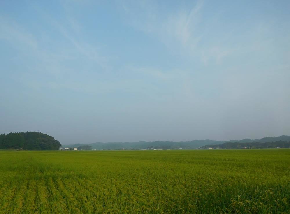 獣除け_e0024554_21180747.jpg