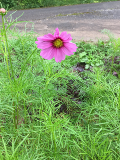 赤紫蘇_f0363168_07185427.png