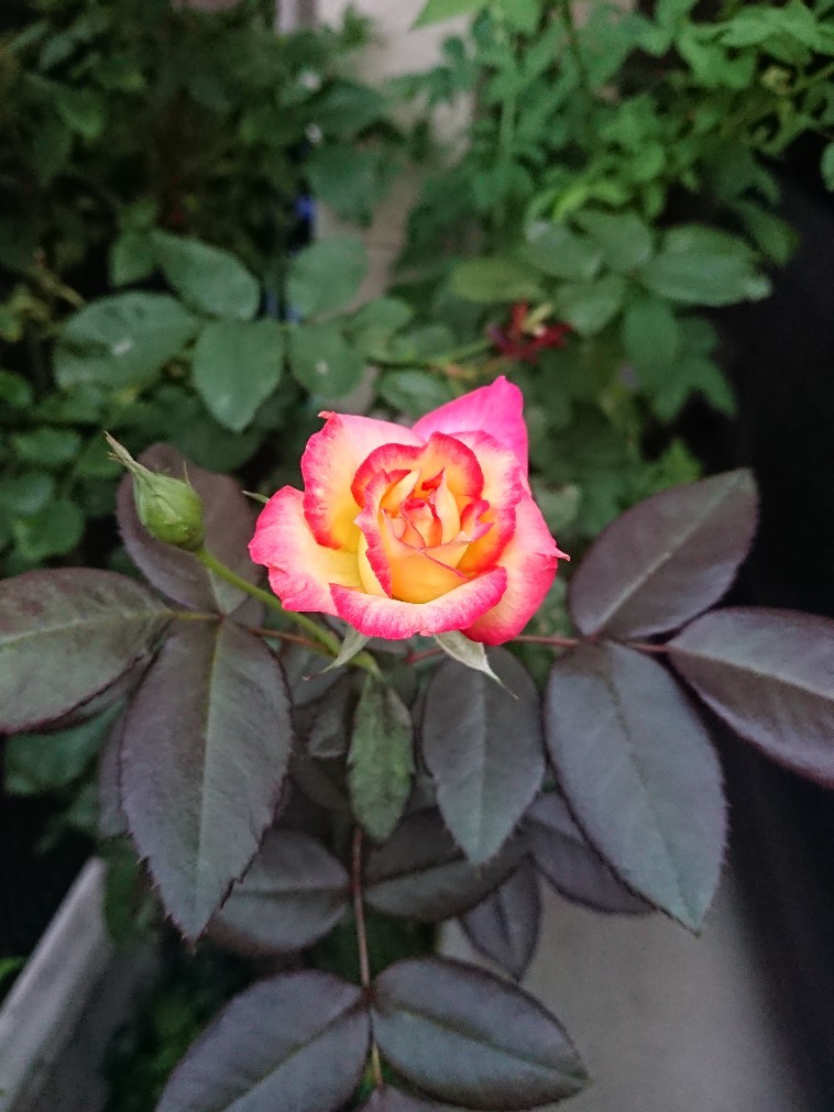 花束と月下美人_e0376371_14152854.jpg