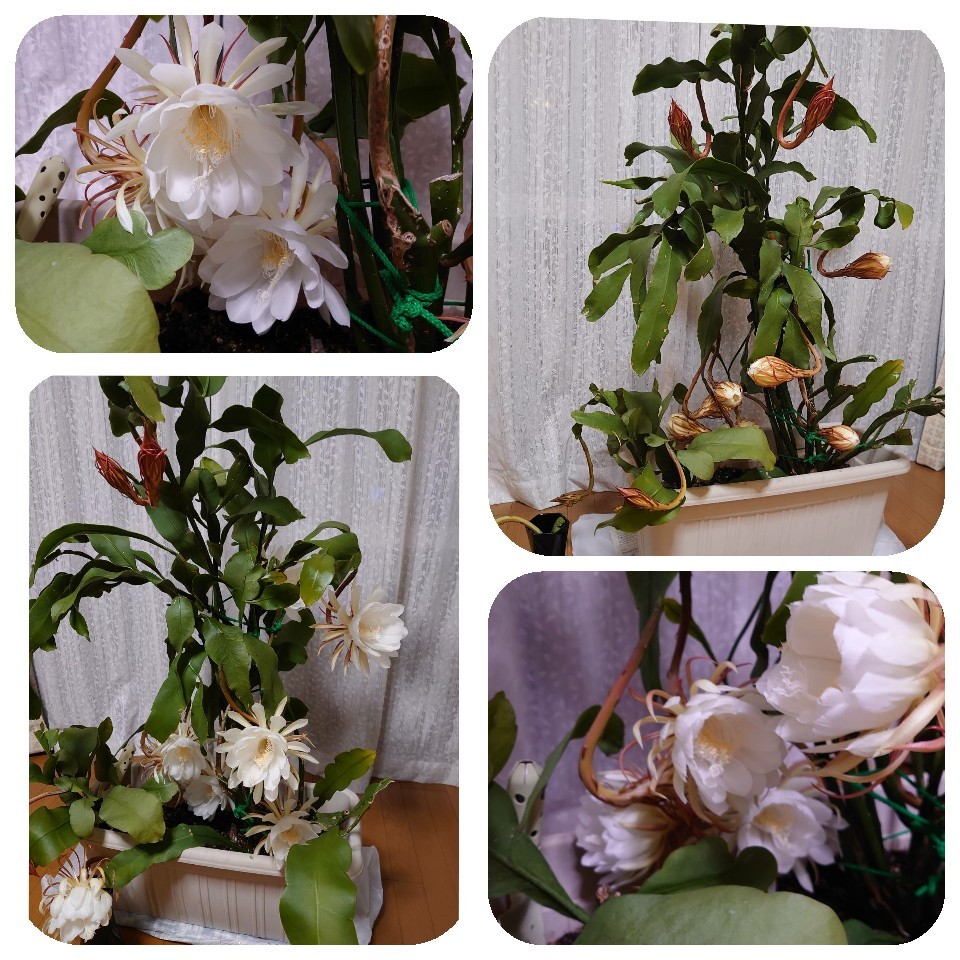 花束と月下美人_e0376371_14304136.jpg