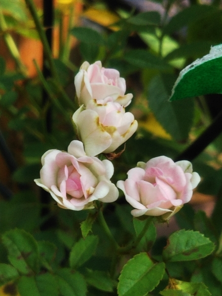 暑くても健気に咲いてるお花たち(^\'^)_f0366679_14245082.jpg