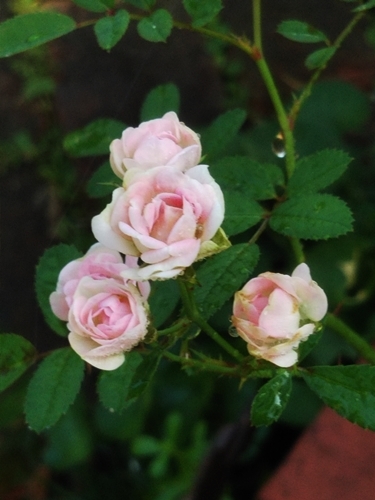 暑くても健気に咲いてるお花たち(^\'^)_f0366679_14251576.jpg