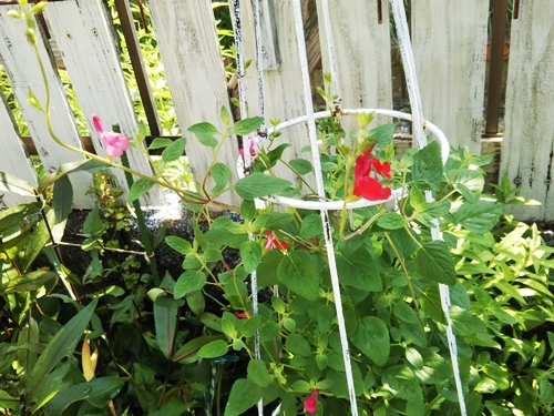暑くても健気に咲いてるお花たち(^\'^)_f0366679_14253786.jpg